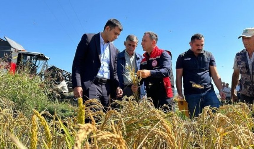 Kargı’da çeltik hasadı başladı: İlk hasada Kaymakam Akman katıldı