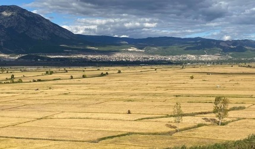 Kargı’da çeltik arazileri ihaleyle kiraya verilecek
