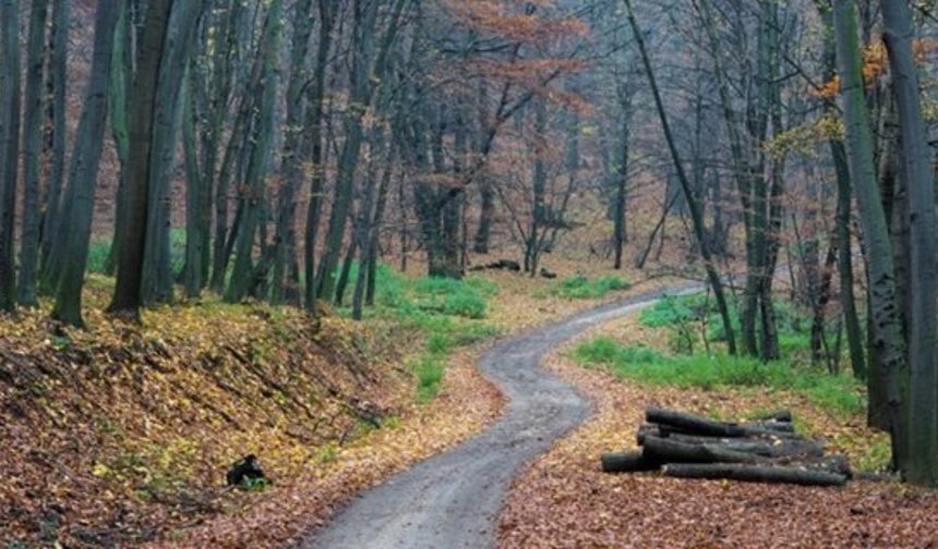 Kargı’da orman yolu yapımı için ihale açıldı