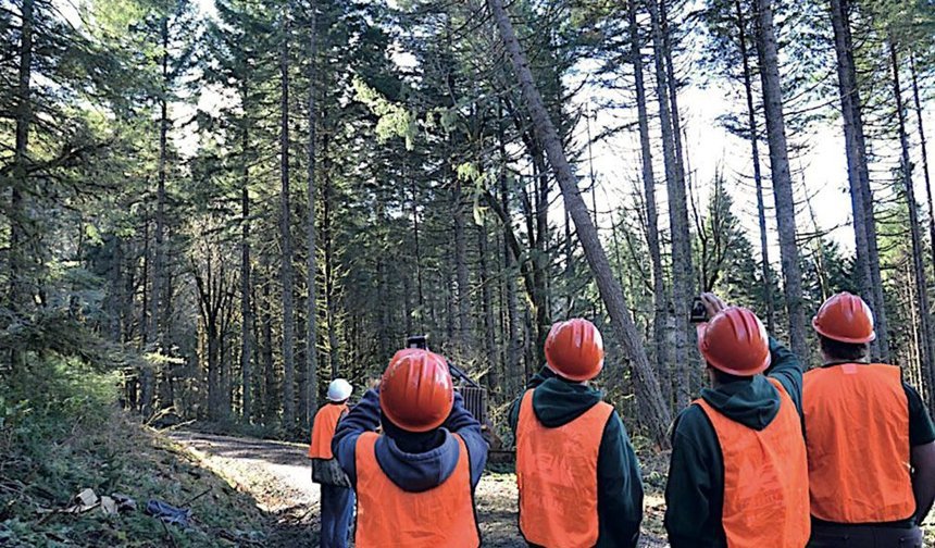 Kargı'da ormancılık danışmanlık hizmeti ihalesi yapılacak