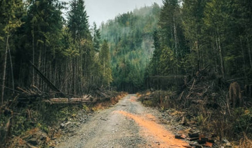 3,35 kilometrelik yeni orman yolu için ihale yapılacak