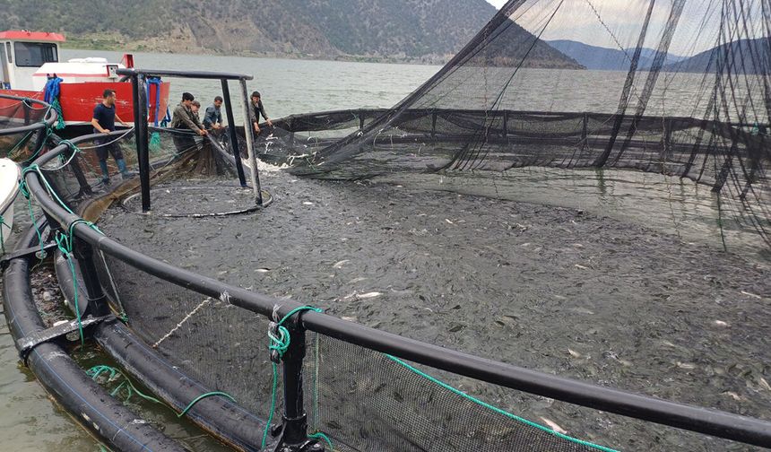 Boyabat Baraj Gölü'nde alabalık hasadı denetlendi