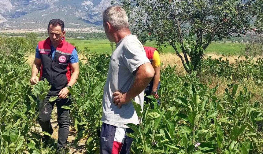 Kargı’da sebze üretim  alanlarına sıkı kontrol