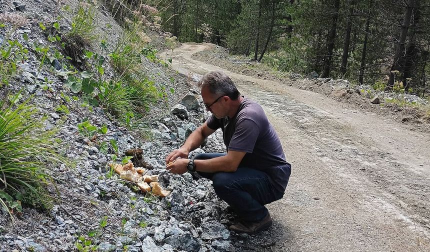 Kargı Ülkü Ocakları’ndan yaban hayvanları için anlamlı çalışma