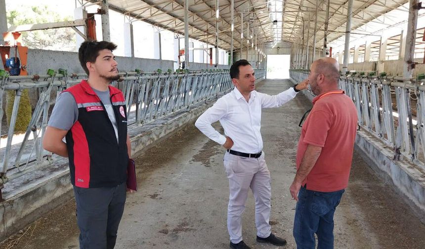Kargı'da damızlık sığır ithalatı için inceleme yapıldı
