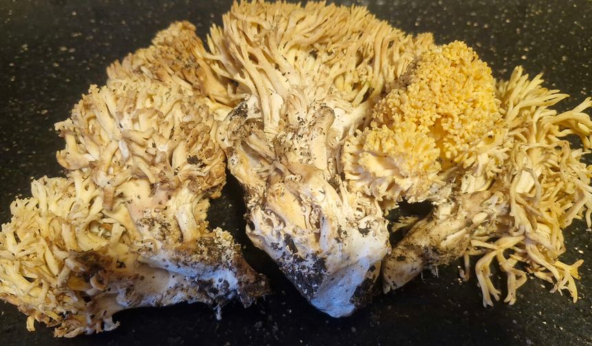 Mantar sezonu açıldı: Yaylalarda hareketlilik başladı