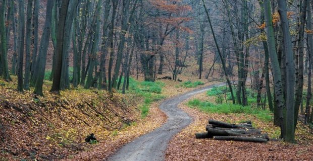 Kargı’da orman yolu yapımı için ihale açıldı