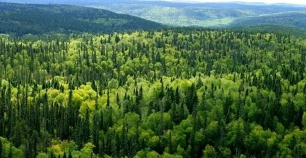 Kargı’da ormancılık hizmet alımı ihalesi yapılacak