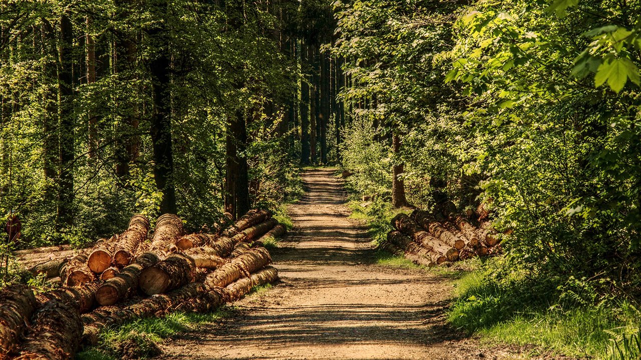 Kargı’da 2,5 kilometrelik orman yolu yaptırılacak