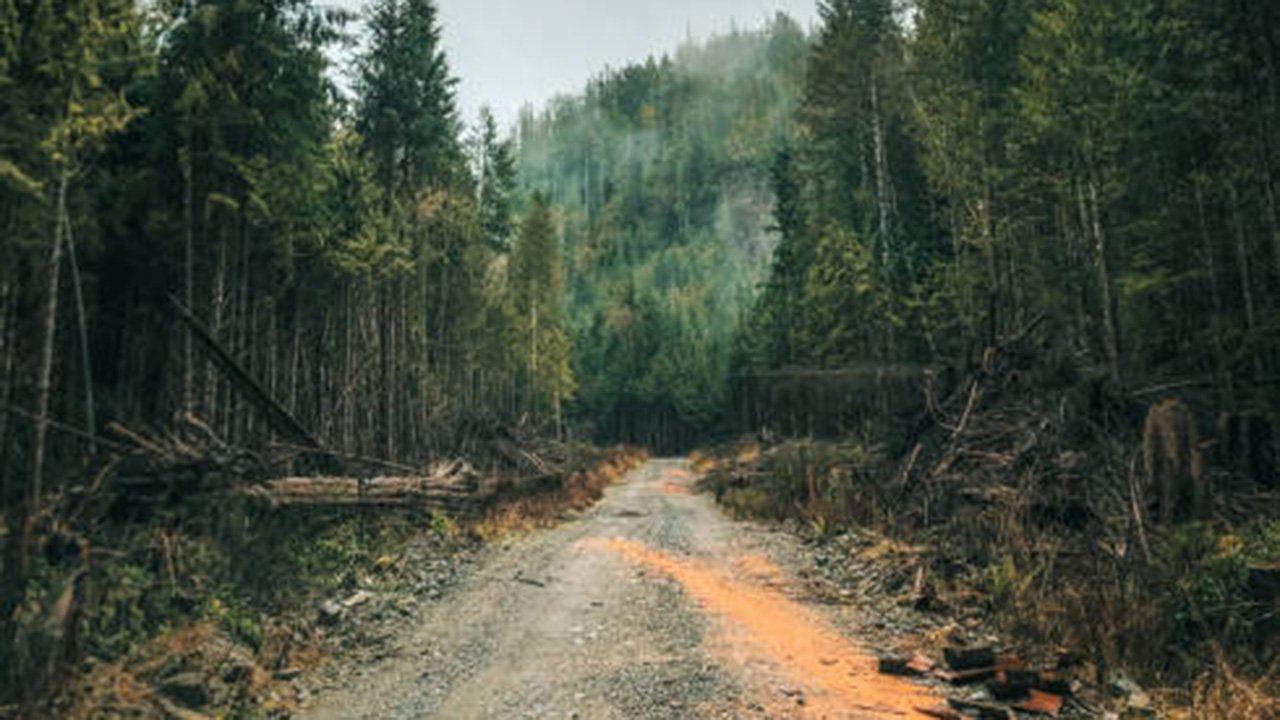 3,35 kilometrelik yeni orman yolu için ihale yapılacak